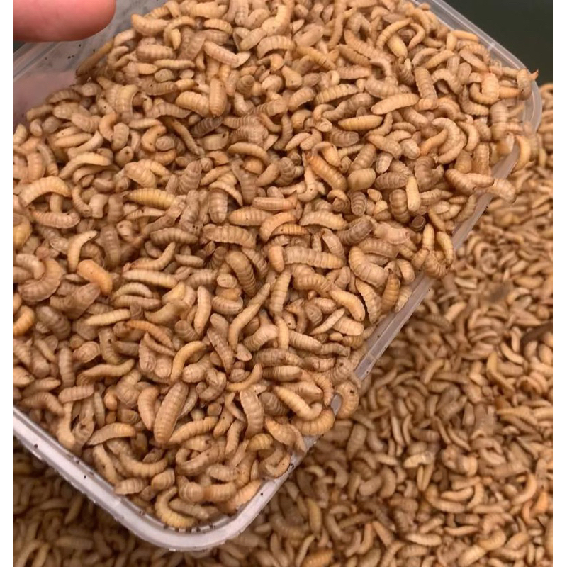 Maggot BSF Fresh 100 gram