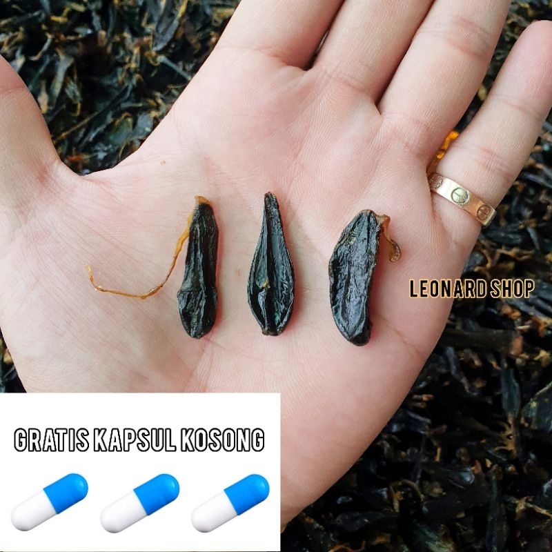 Empedu Cobra Asli 100% Harga Reseller Bisa Dijual Kembali Obat Herbal Kulit dan Daya Tahan Tubuh San