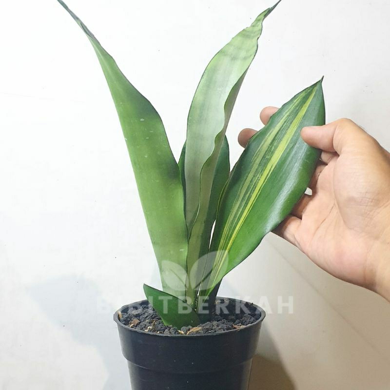 Sansevieria Moonshine Variegata / Variegata Striata - Tanaman Hias Sansivera Lidah Mertua