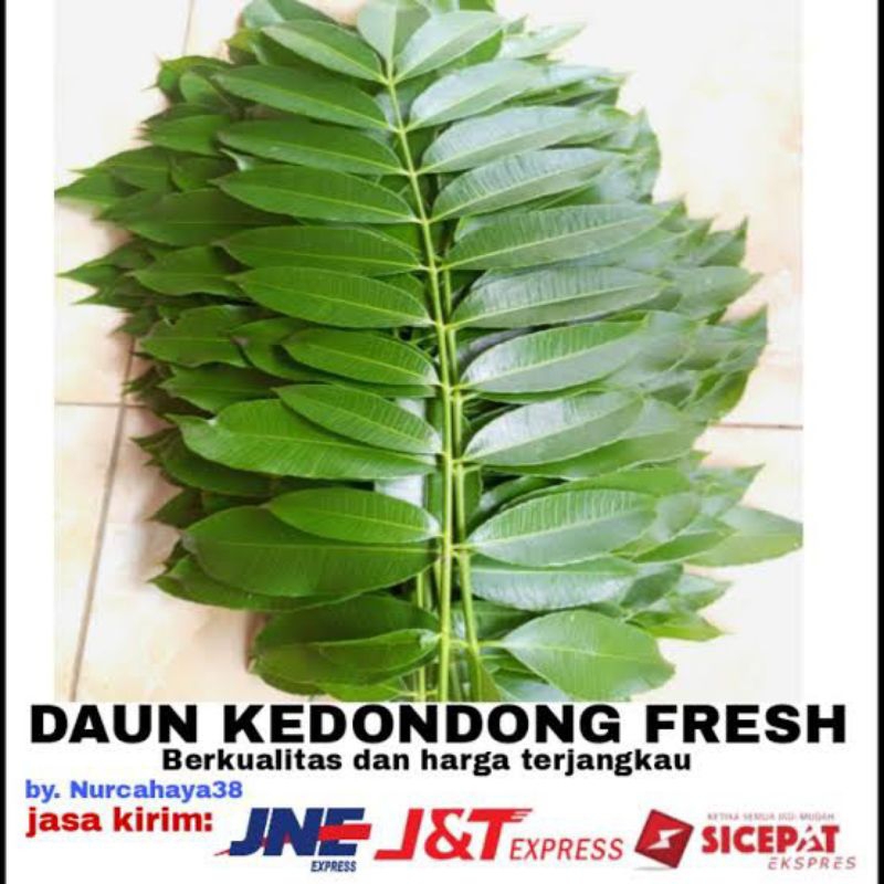 

segar daun kedondong segar murah (300g)