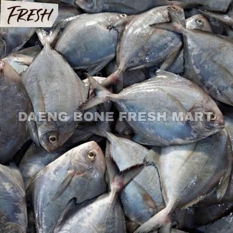 

Ikan Bawal Laut Segar / Fresh