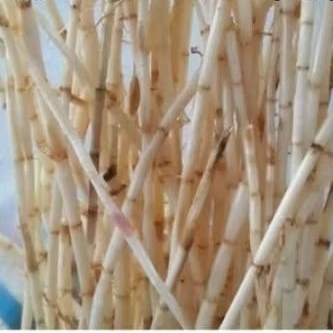 

AKAR ALANG ALANG SEGAR