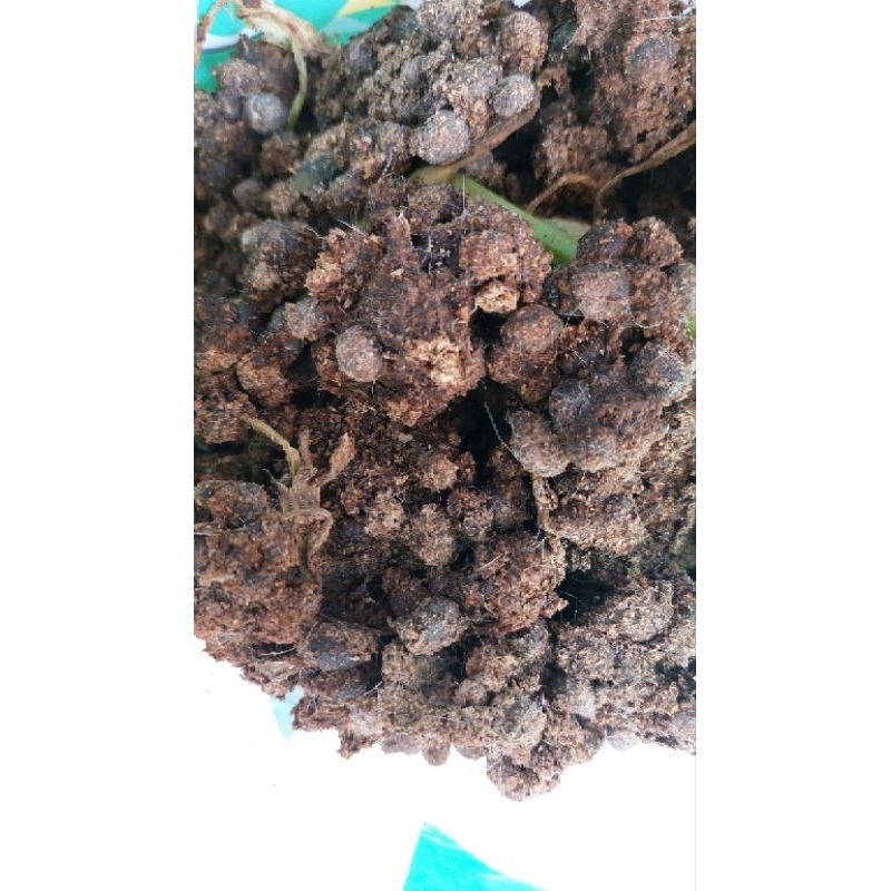 Pupuk kandang kotoran kelinci