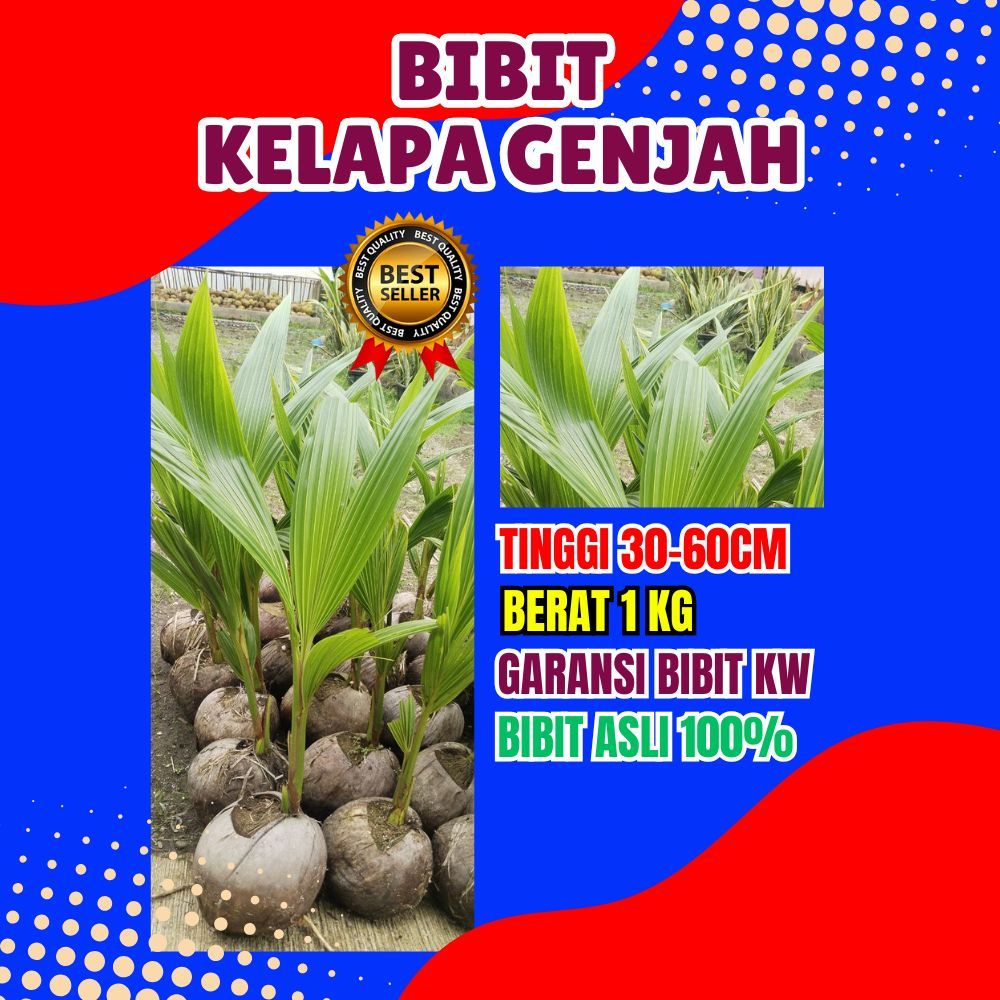 BIBIT PREMIUM..! Benih Kelapa Kuning Pendek