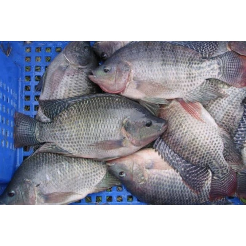 

ikan nila dan jaer 1kg