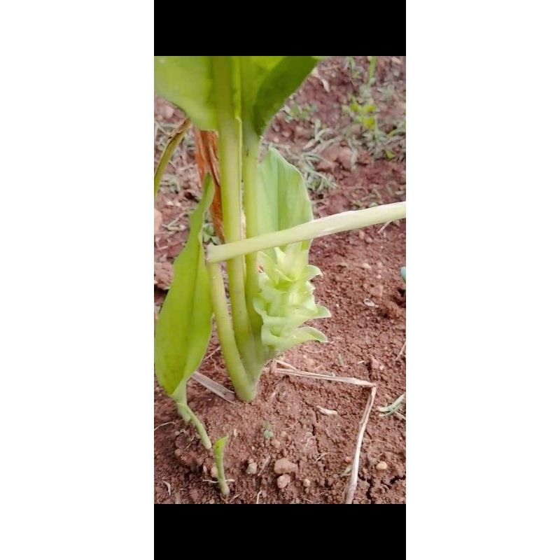 

Bibit Kunyit berkualitas