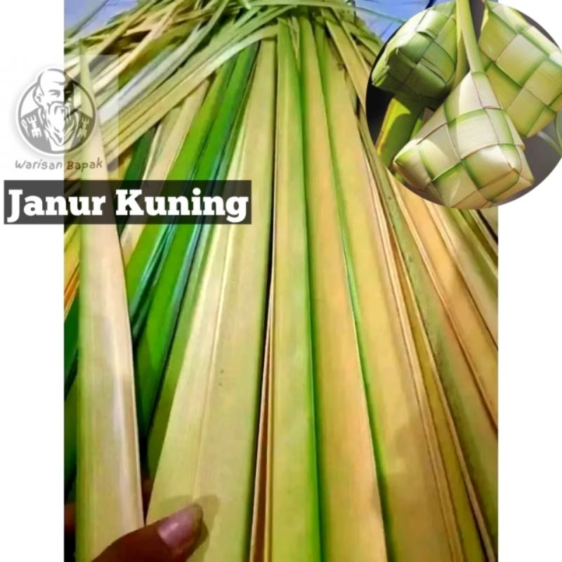 

janur kuning bahan ketupat langsung petik ( 100 lidi )