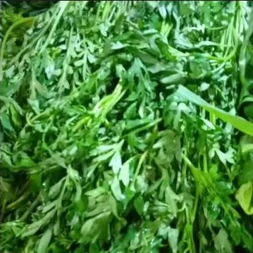 

Daun kenikir 1ikat