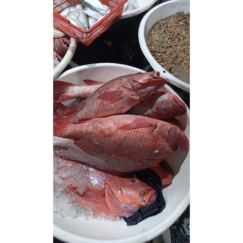 

IKAN KAKAP MERAH 1KG