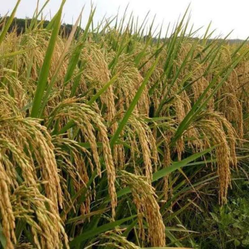 BENIH PERTIWI padi inpari-32 super jumbo (1kg)