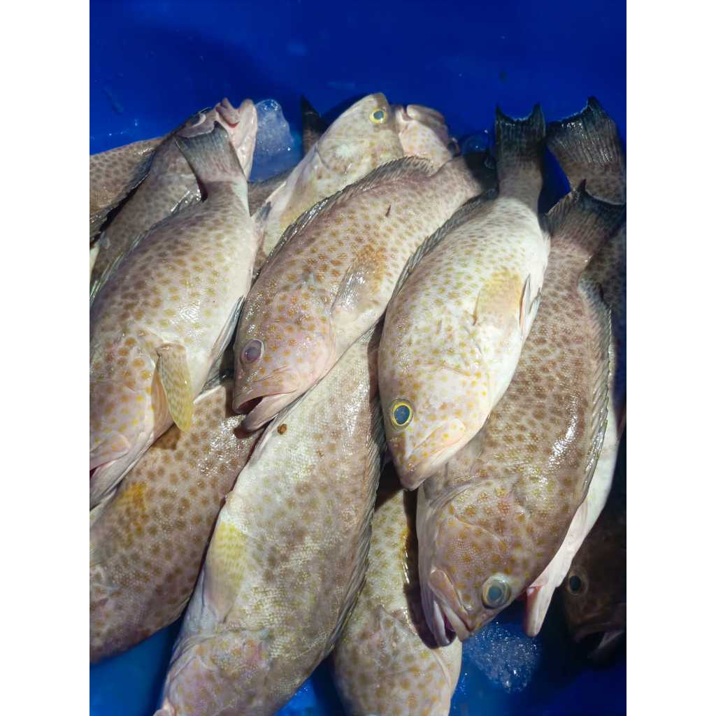 

IKAN KERAPU