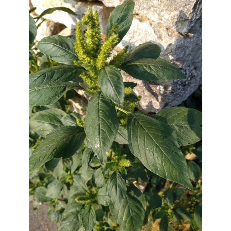 Bibit Premium Bayam Raja Kakap | Biji Bibit Bayam Kakap | Bayam