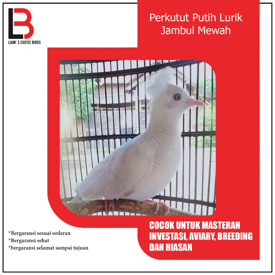 Burung Perkutut Putih Lurik Jambul Mewah Mata Merah
