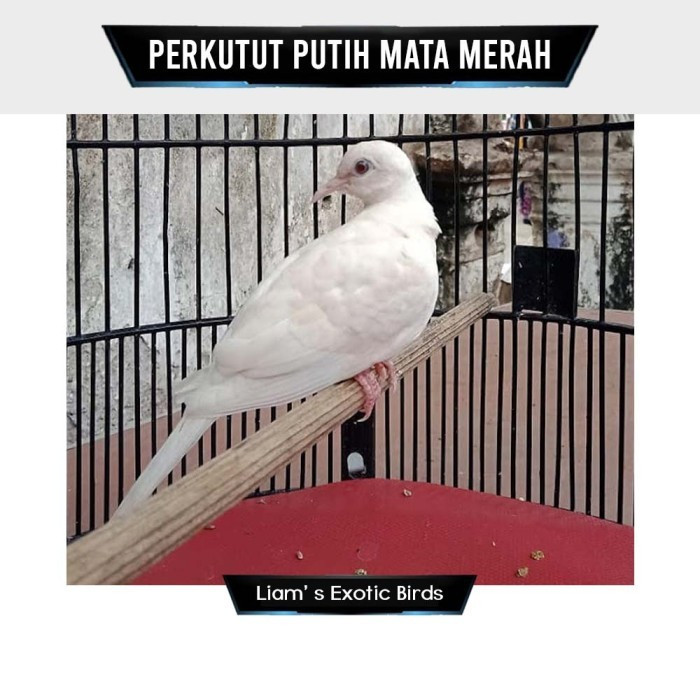 Burung Perkutut Putih Lurik Mata Merah Istimewa Gacoran
