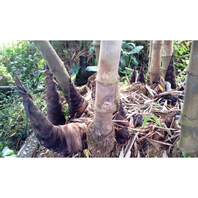 rebung bambu petung muda fress/rebung sayur bambu petung /1kg