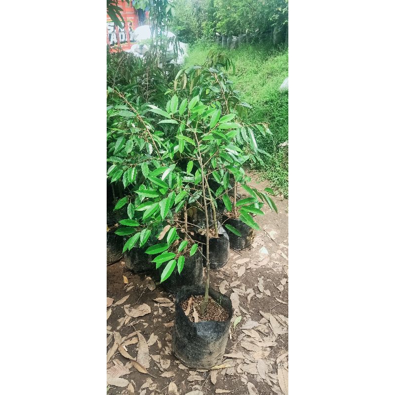 bibit durian duri hitam okulasi