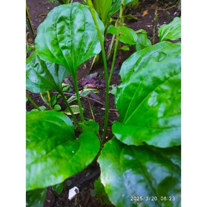 

Bibit KiUrat fresh | Daun sendok per 1 pcs Obat herbal ( Beli 3 gratis 1 )