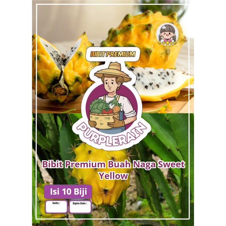 Bibit Premium Buah Naga Sweet Yellow | Benih Naga Kuning