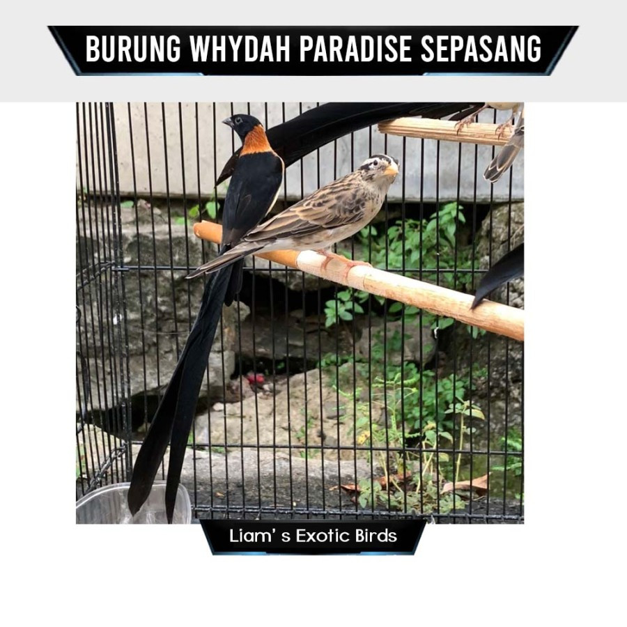 Burung Paradise Whydah Finch Sepasang Siap Ternak Import Africa Sepasang