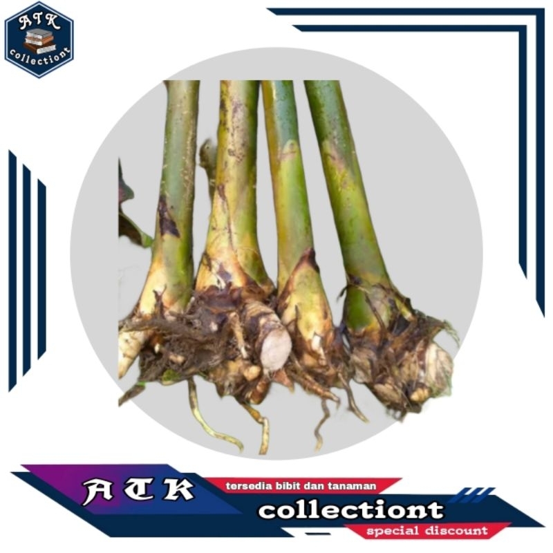 Bibit kecombrang hijau / bibit honje hijau