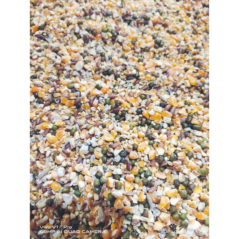 pakan puter derkuku ayam merpati dll jagung campur (kacang ijo,jagung pecah,milet putih,milet merah 