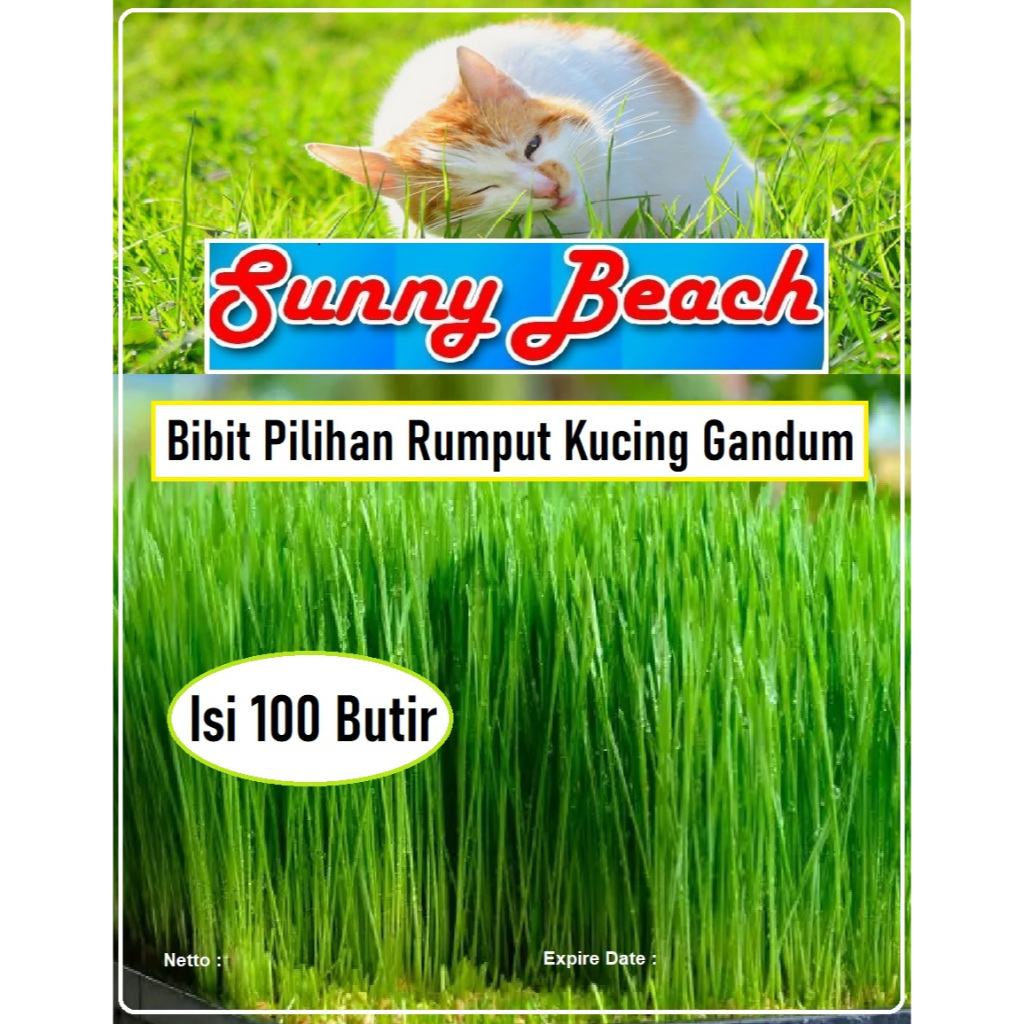 Bibit Pilihan Rumput Kucing Gandum | Biji Benih Rumput Kucing |Benih Rumput Gandum