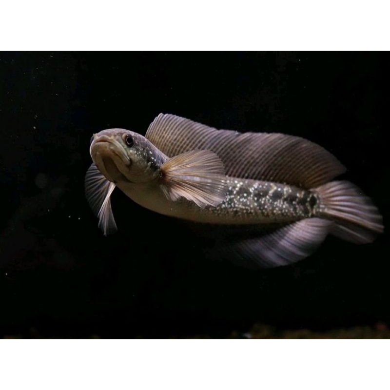 (WS) WHITE SPOT ASIATIKA PURE 13 CM