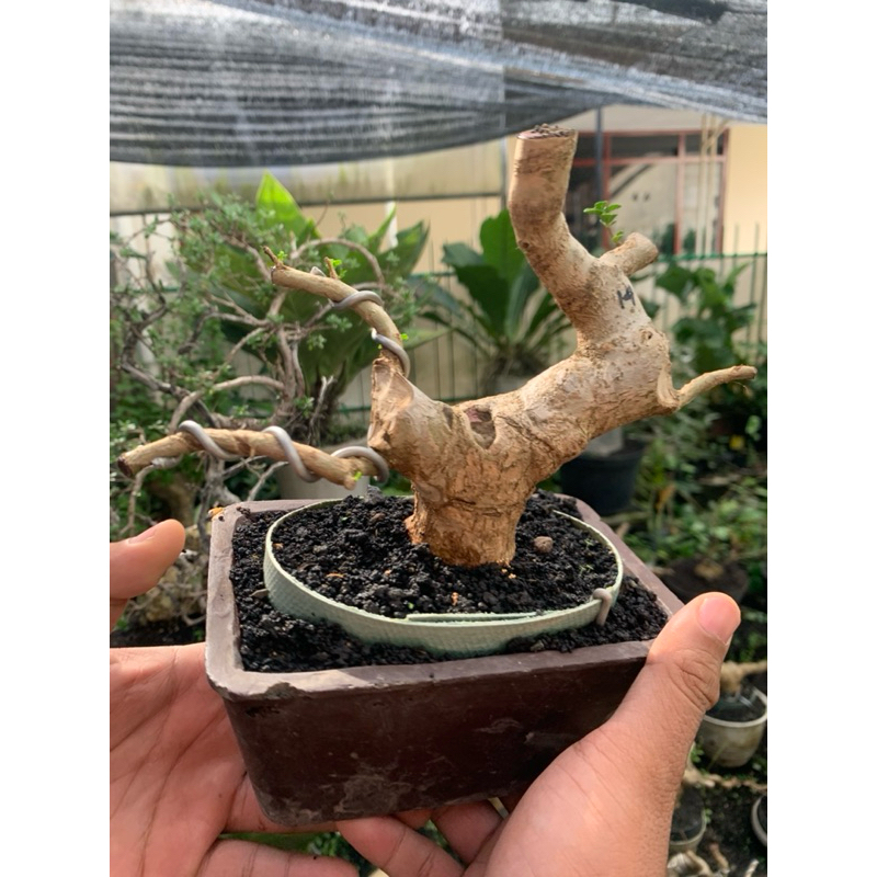 TAHAPAN SANCANG TRUBUS MELIUK LIUK