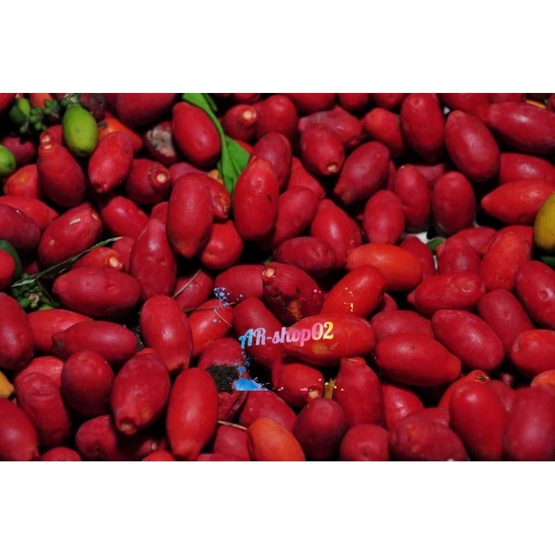 

kulit tangkil melinjo segar fress per 1kg | kulit tangkil fress | kulit melinjo murah segar