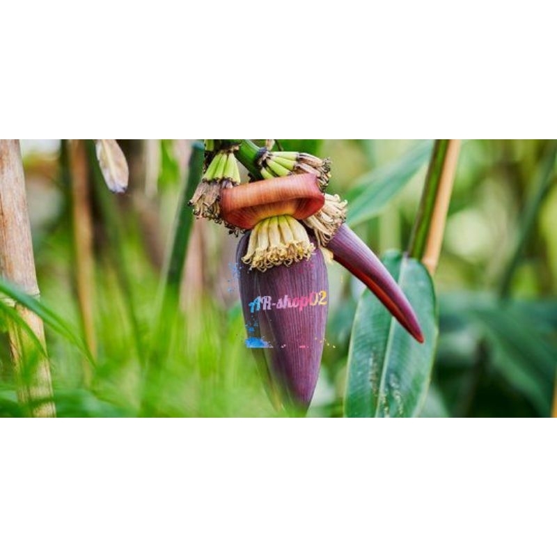 

jantung pisang ambon segar | jantung pisang ambon fress per 1 biji