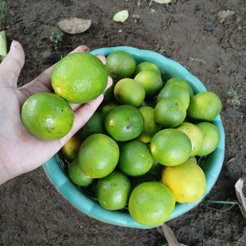 

1 kg Jeruk nipis jatuh, mulus