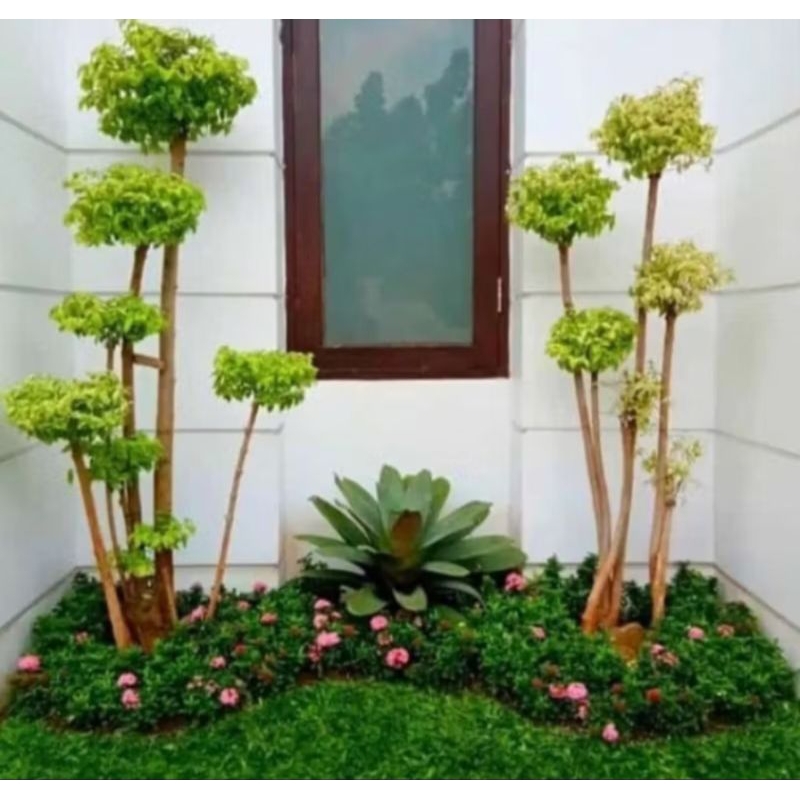 Tanaman outdoor bonsai anting putri 3 batang tinggi 1,5 sd 2 meter