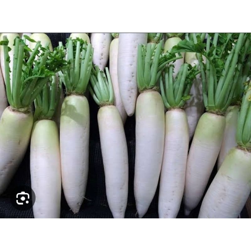 

LOBAK PUTIH 1 KG (JAM 12 SIANG SAYUR LOBAK KOSONG)