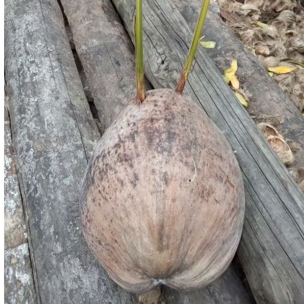 kelapa tunas kembar