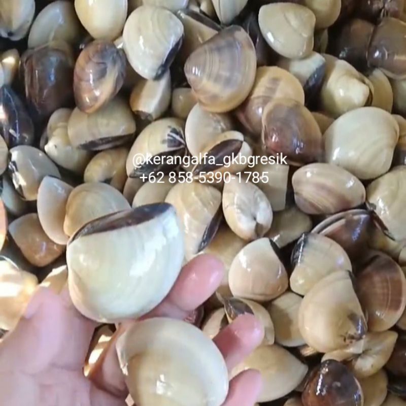 

Kerang Kepah Tahu 1Kg Fresh Termurah