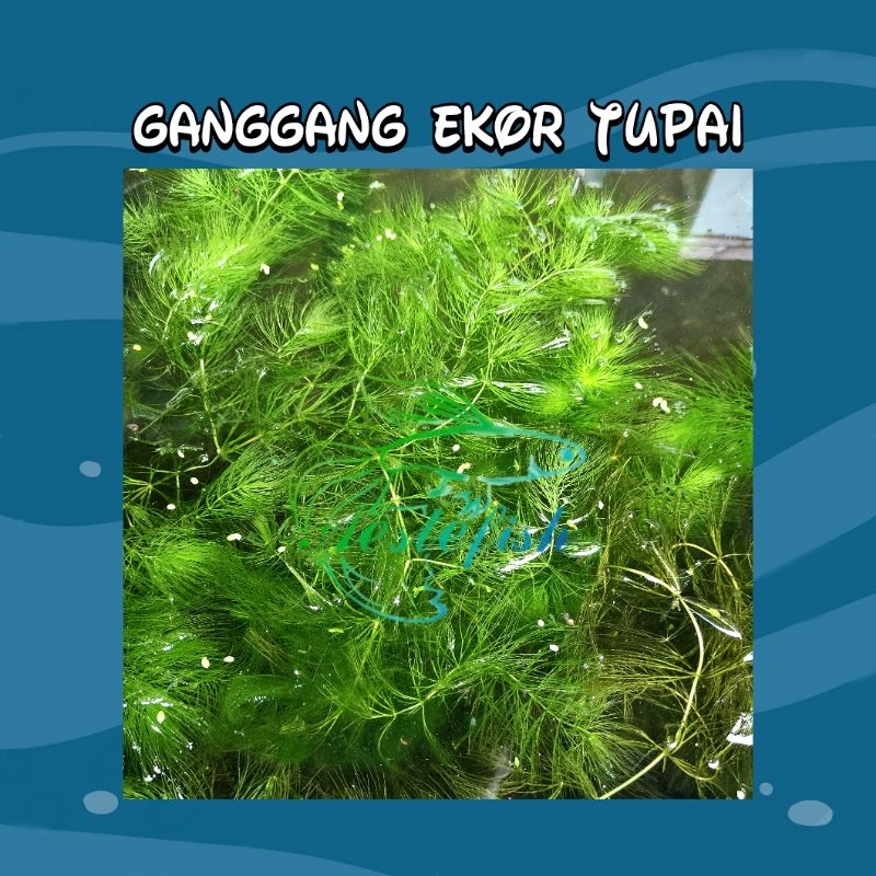Tanaman Air Ganggang Ekor Tupai