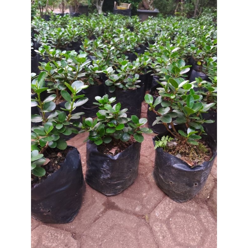 Bahan bonsai dolar mangkok/dolar mikro