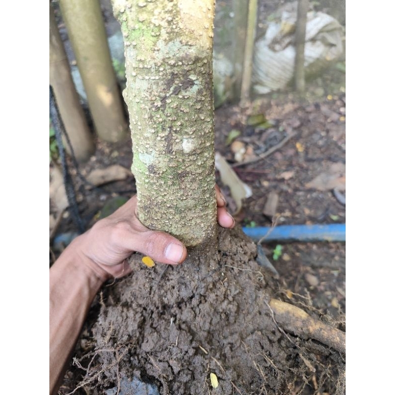 bahan bonsai anting putri besar