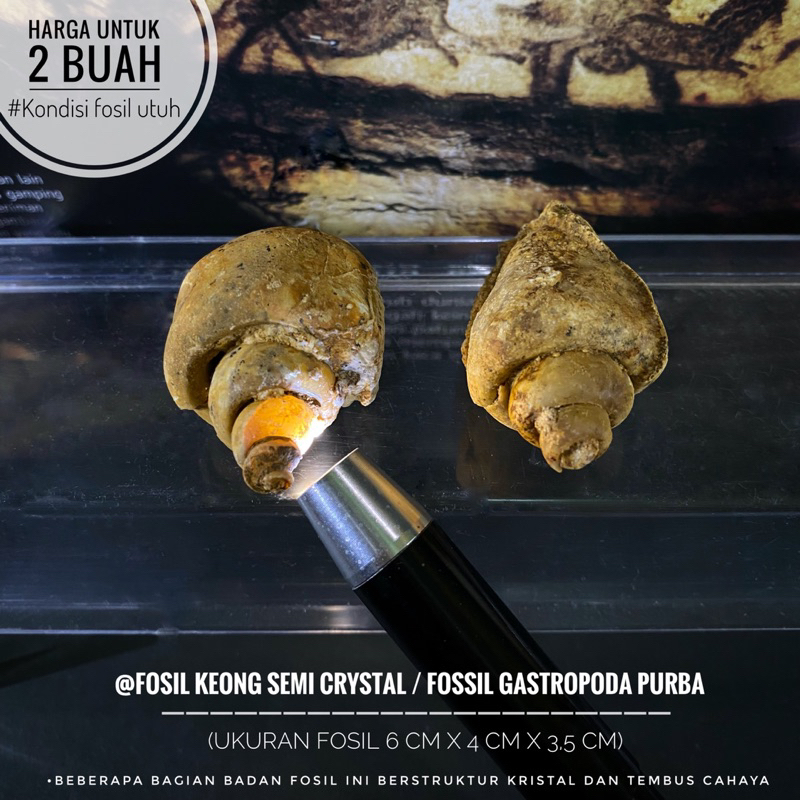 Fosil Keong Semi Crystal Natural B100 atau Fosil Gastropoda atau Fosil Kerang atau Fosil Kol Buntet