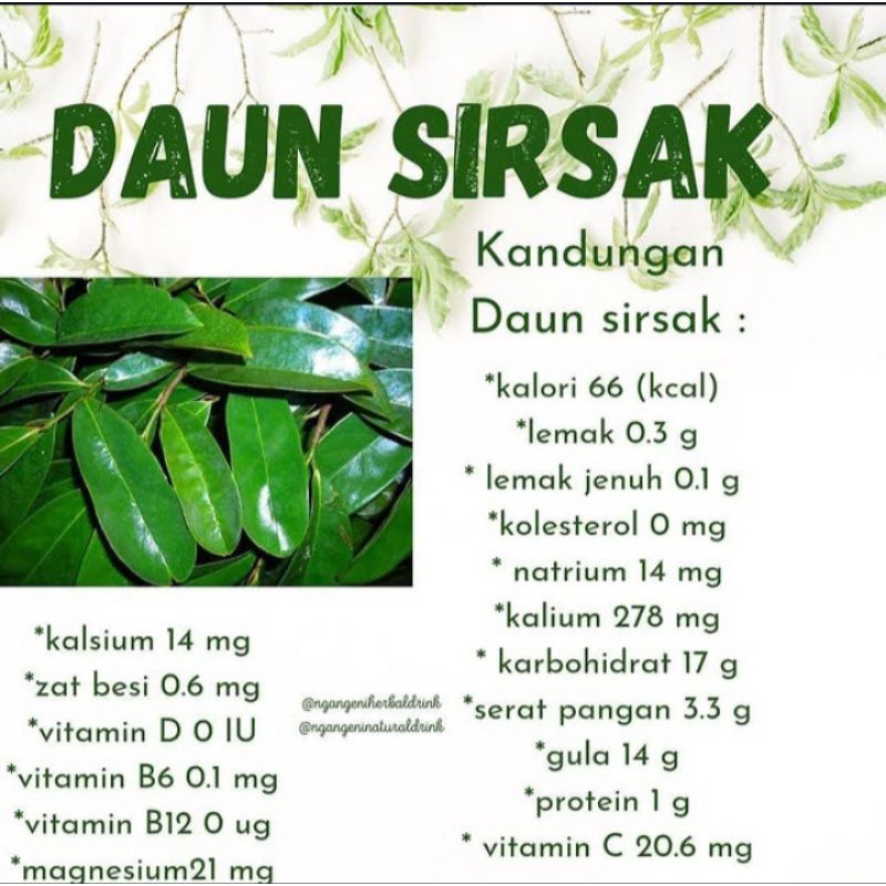 

daun sirsak segar untuk obat herbal