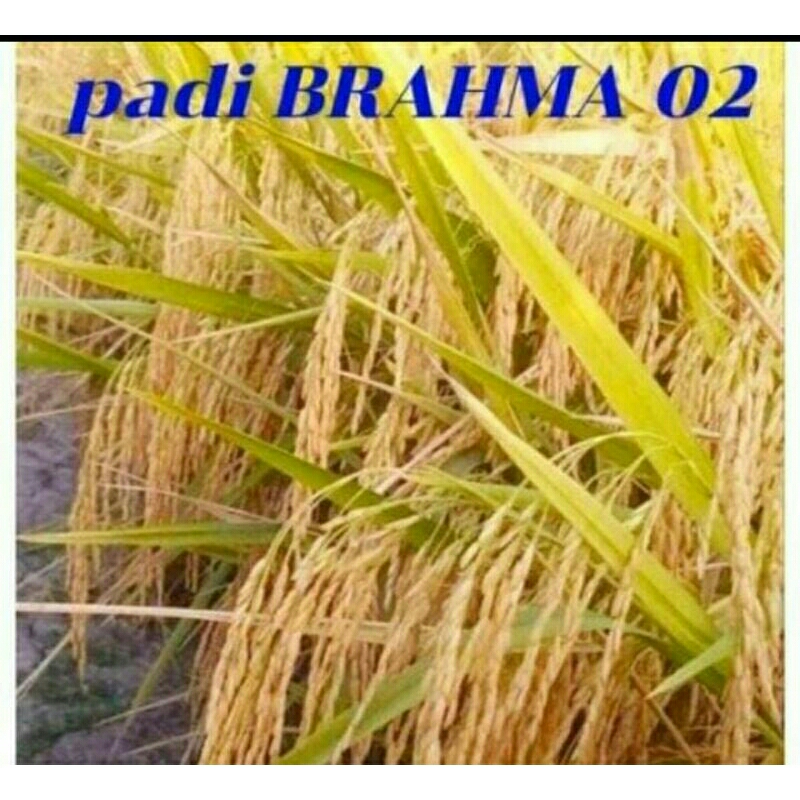 BENIH PADI UNGGUL MALAI PANJANG BRAHMA 02 KEMASAN 1KG