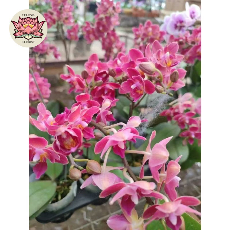 PROMO Anggrek bulan bunga Mini Wangi - Dewasa siap Berbunga