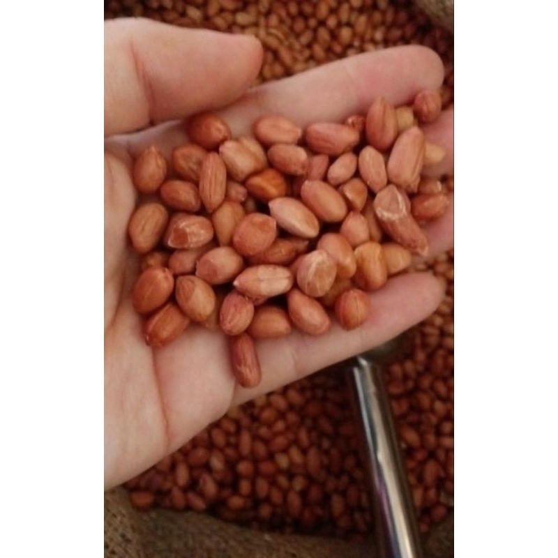 

Kacang Kulit Mentah untuk peyek kemasan 1kg