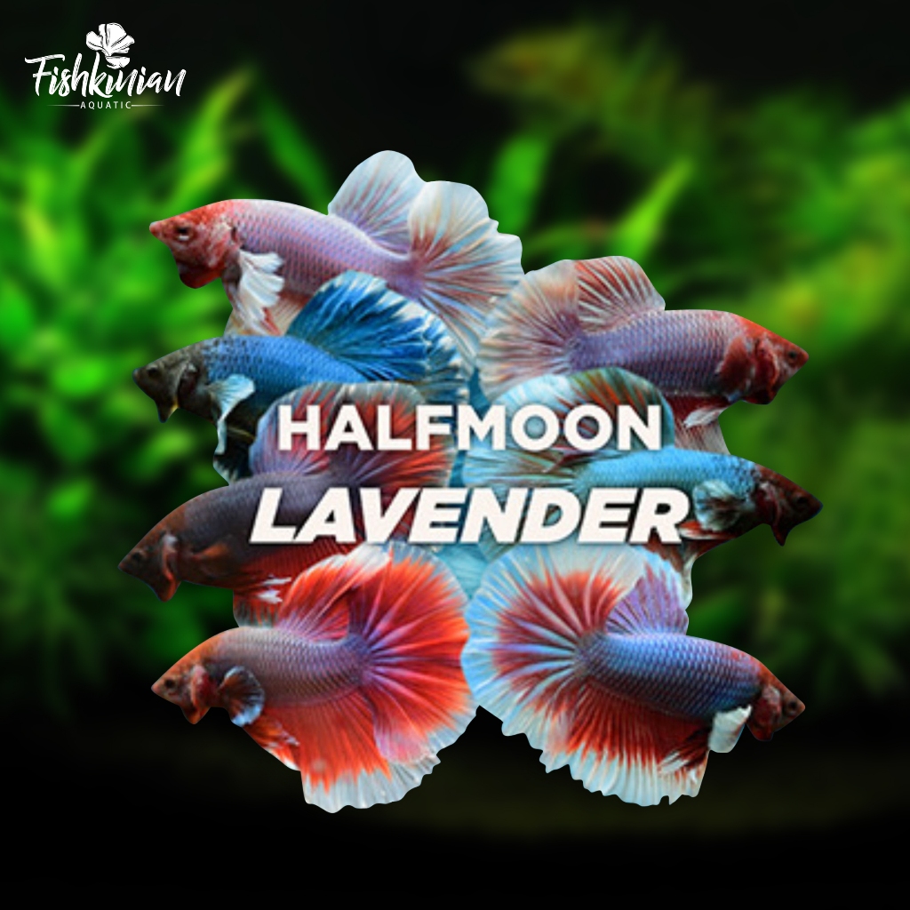 HALFMOON ROSETAIL LAVENDER