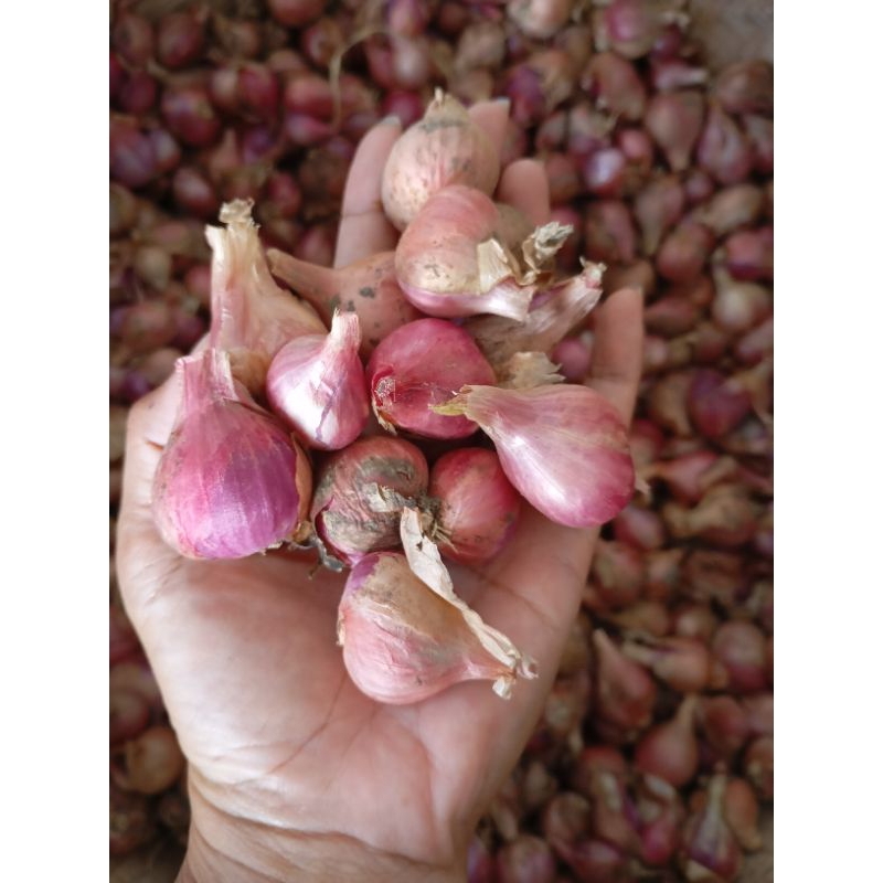 

BAWANG MERAHnya MERONA