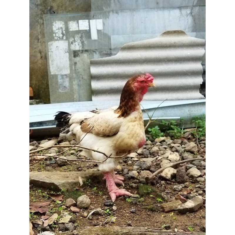 Ayam dong tao pejantan dan betina siap produktif/ Ayam kaki gajah/ ayam Vietnam indukan