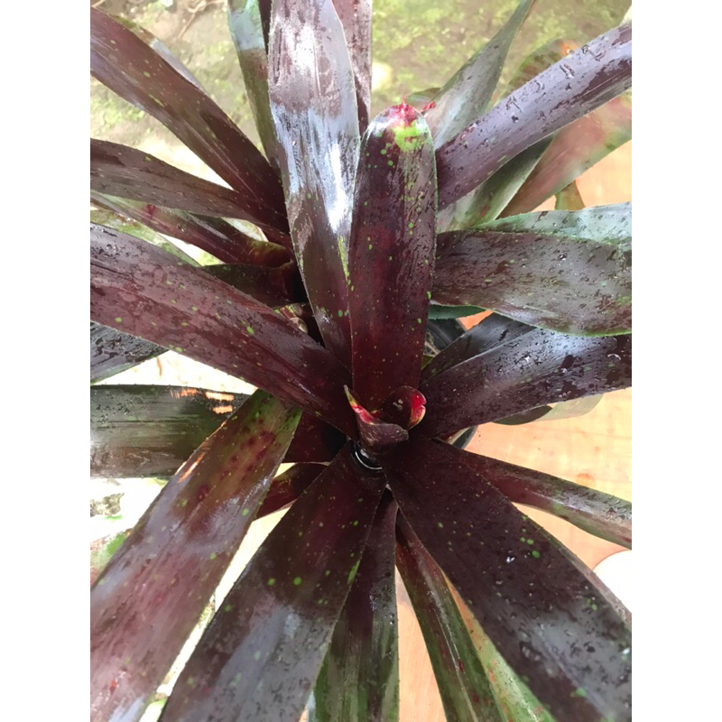 Bromelia mawar merah