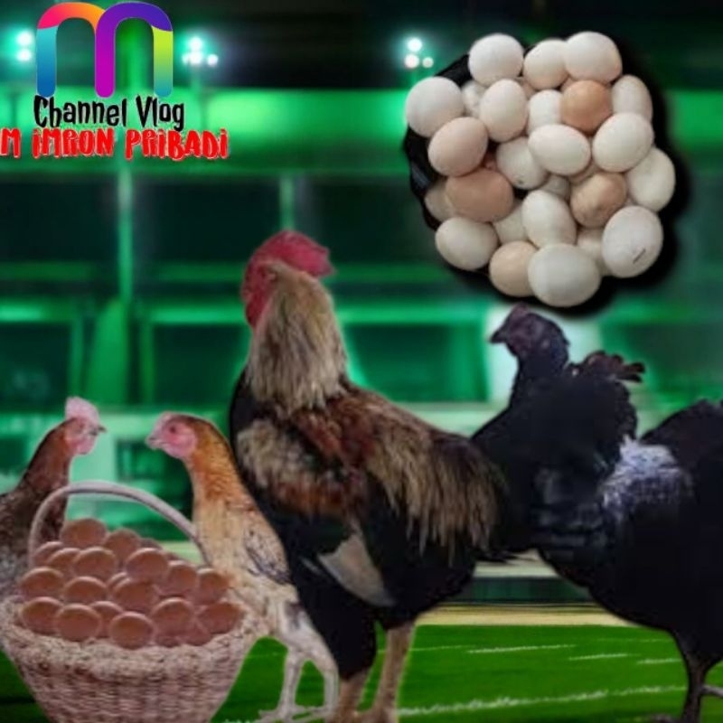

IMRON PRIBADI Paket 12 Pcs TELUR FERTIL AYAM KUB2 Jalur Petelur Kwalitas Super Jaminan Menetas Hasil Peternak Profesional