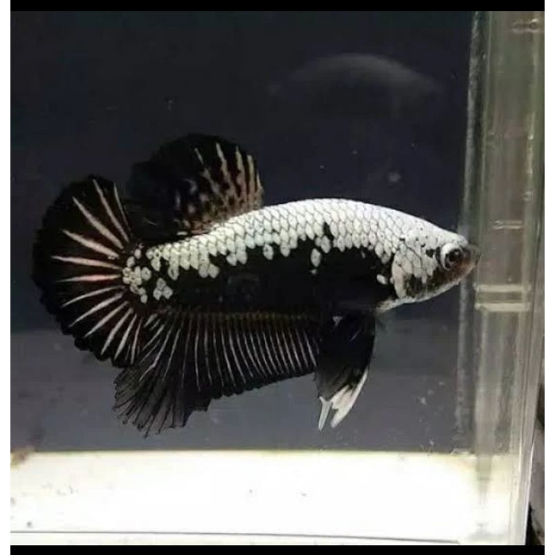 

HIASAN AQUARIUM/CUPANG BLACK SAMURAI