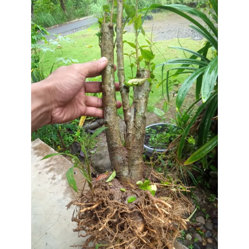 bonggol bonsai anting putri twins